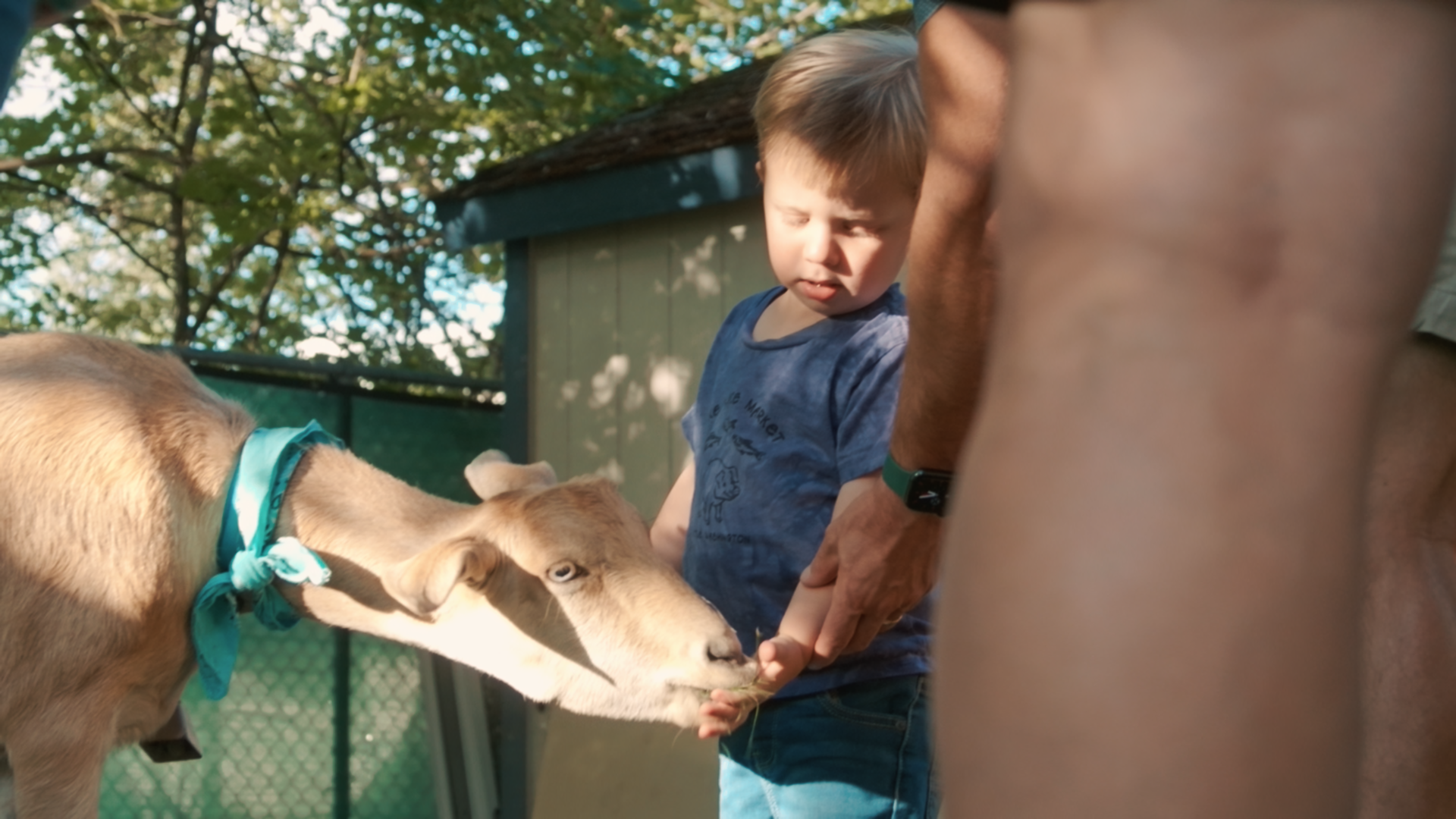 A young boy feeds a goat at the Spokane Club during the 2023 family fun night